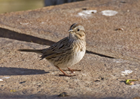 Lincolns Sparrow